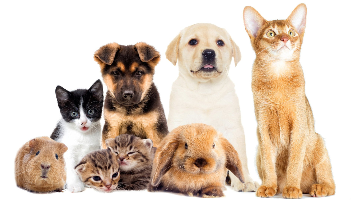 Pet Accessories